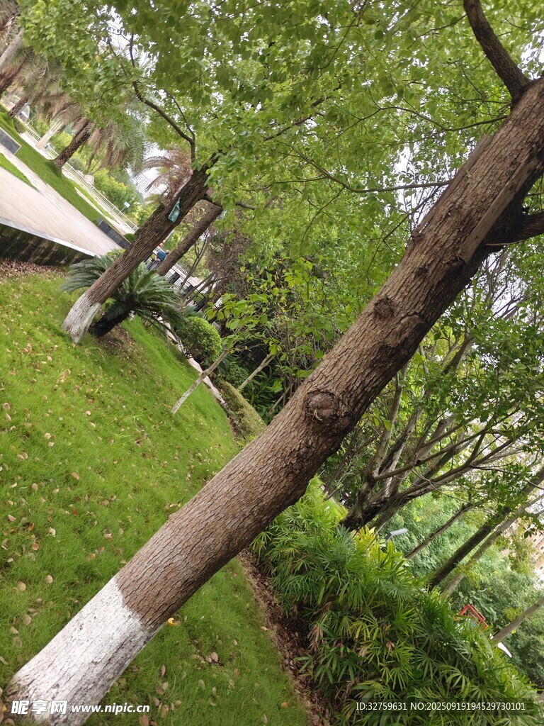 林間綠樹成蔭的清新景致