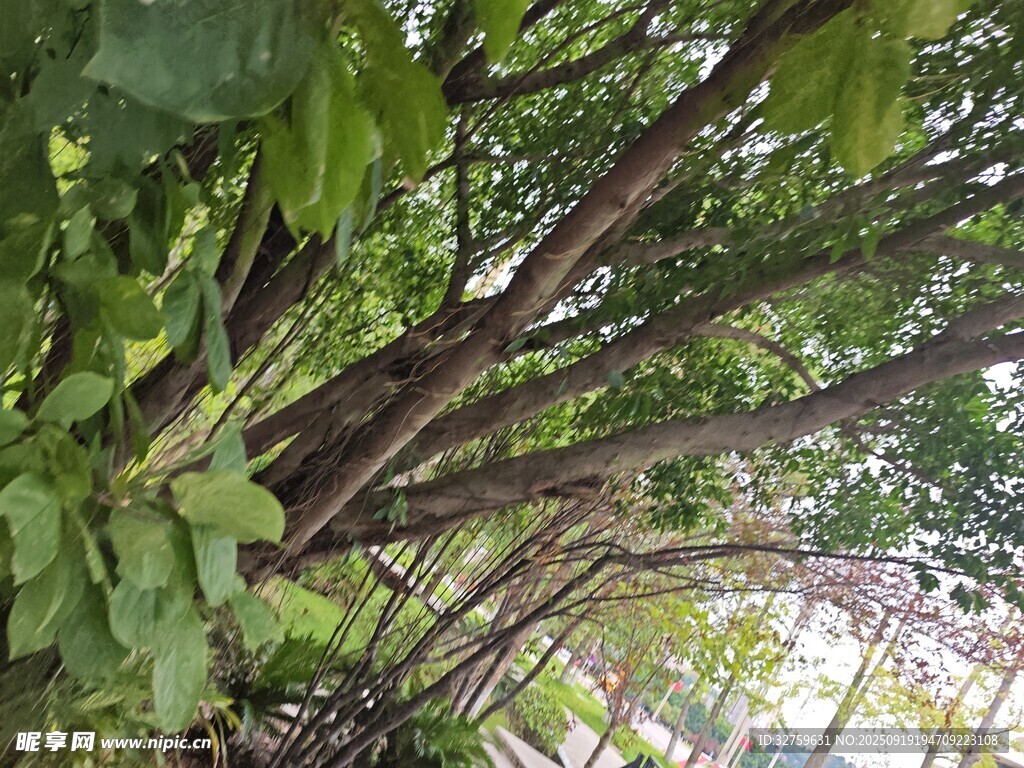 繁茂交錯的樹木枝干