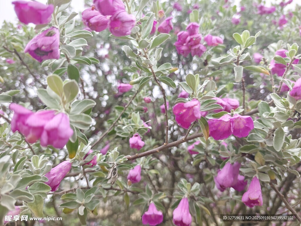 綻放的紫紅色美麗花朵