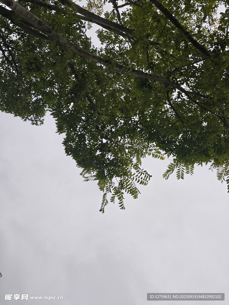 仰視繁茂枝葉與灰白天空