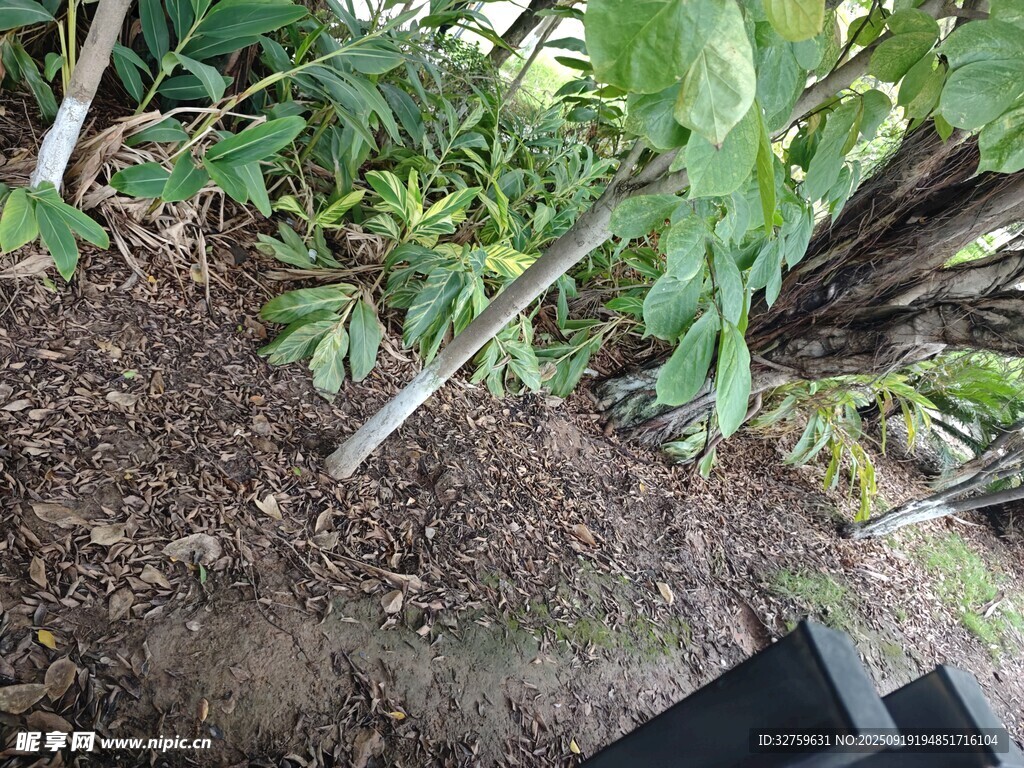 植物根部特寫(xiě)及周邊土壤