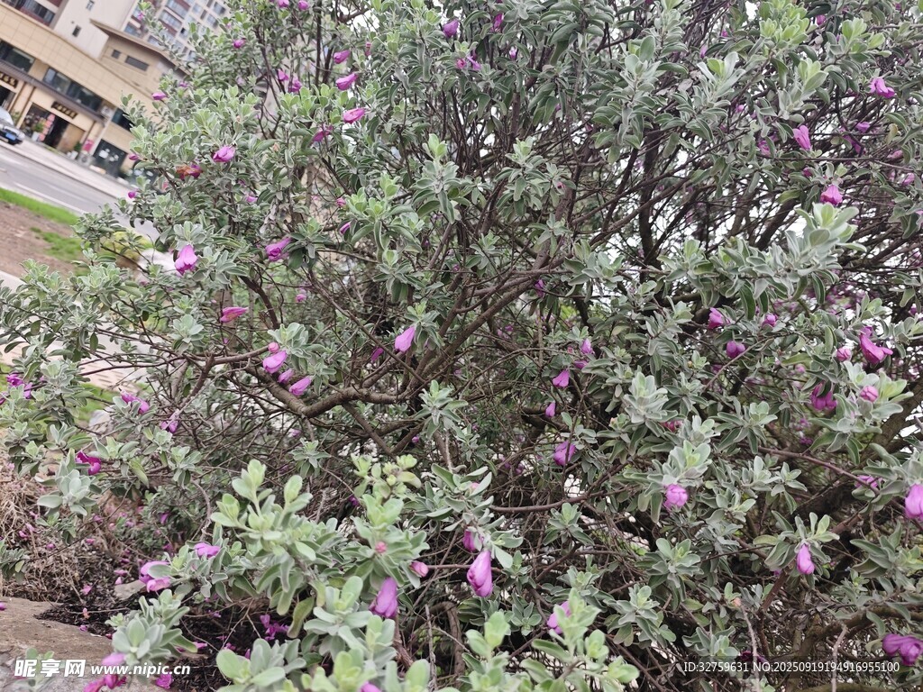 盛開的紫色花叢