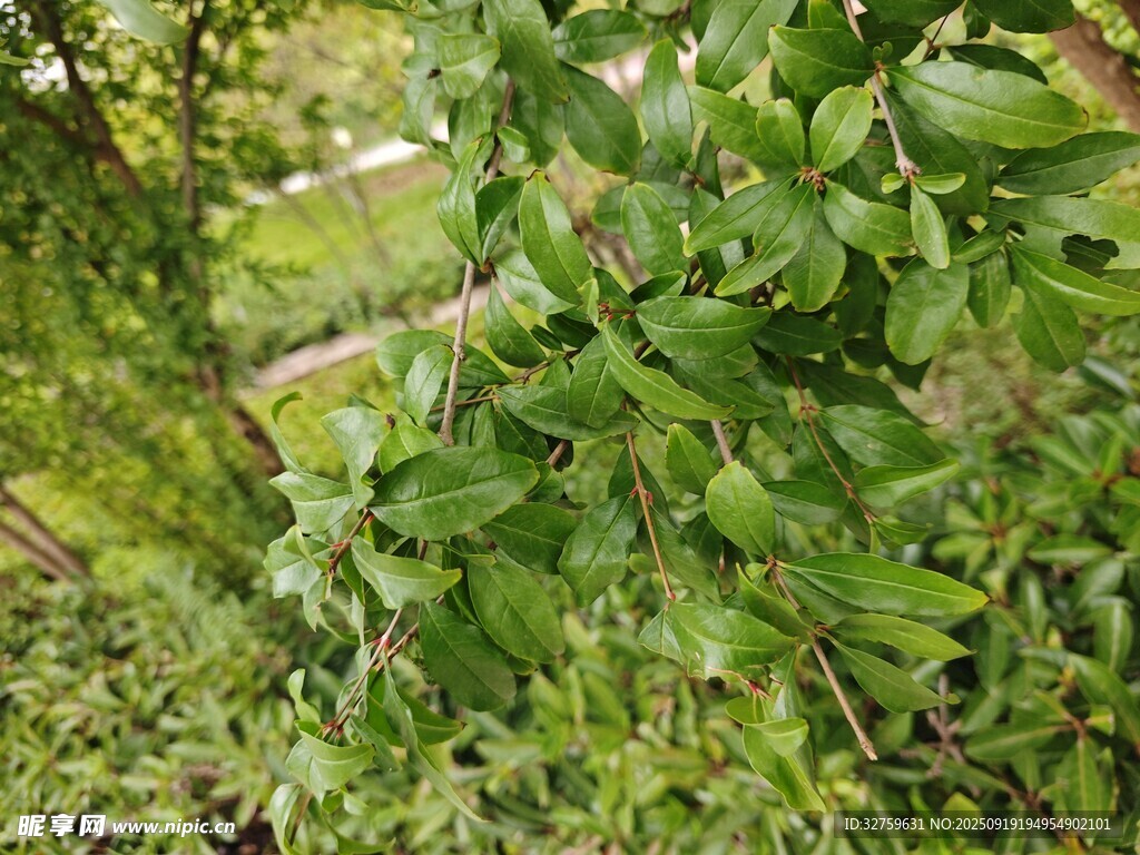綠葉繁茂的生機(jī)景象