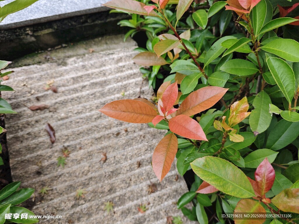 紅磚旁的多彩植物葉片