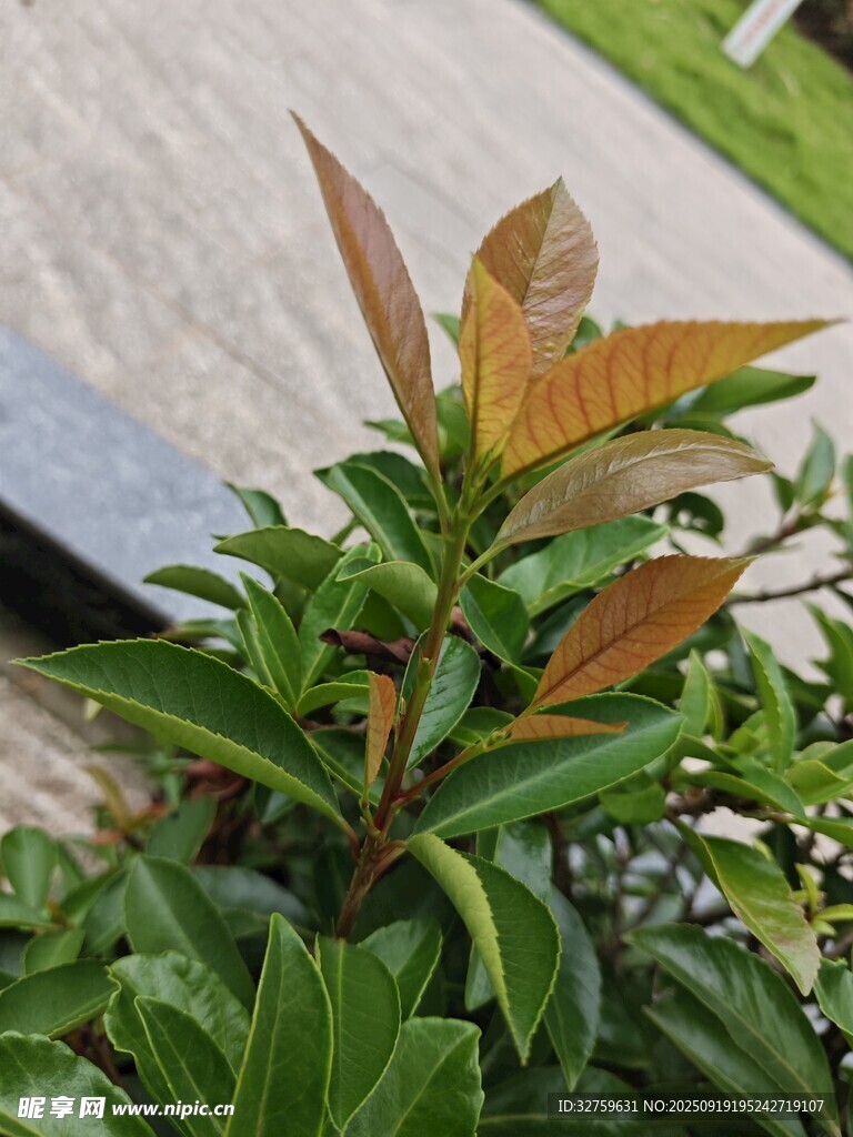 綠葉間的多彩新葉