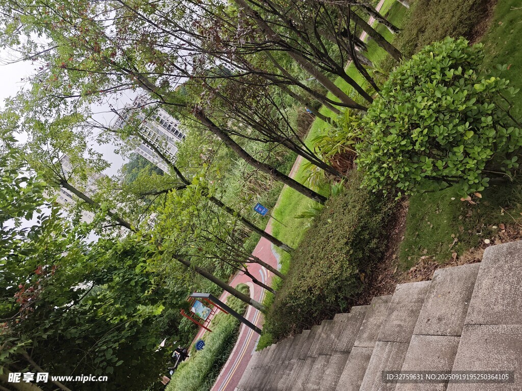 林間小徑旁的蔥郁綠植