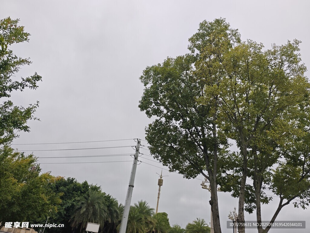 戶外綠樹風景