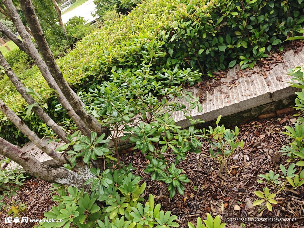 花園中的綠植與木質(zhì)景觀