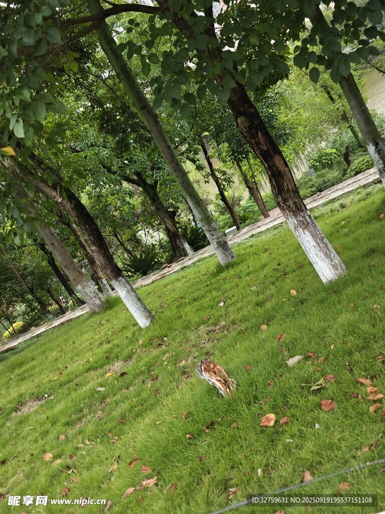 林間草地綠意盎然景象