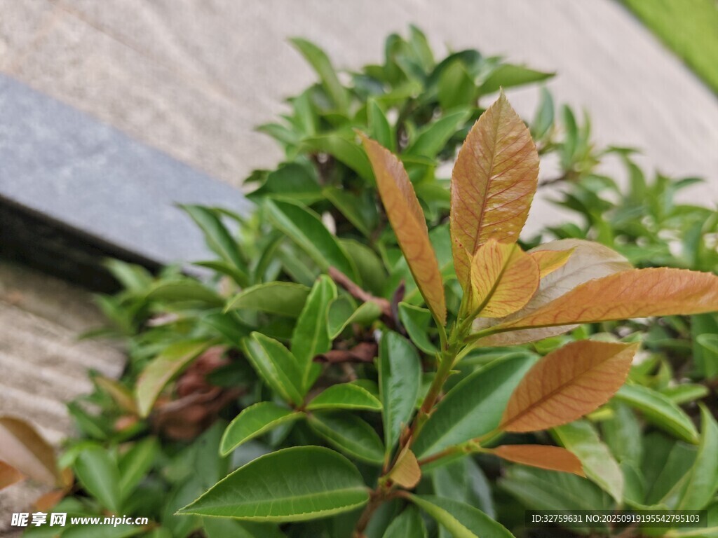 嫩綠枝葉間的一抹橙紅