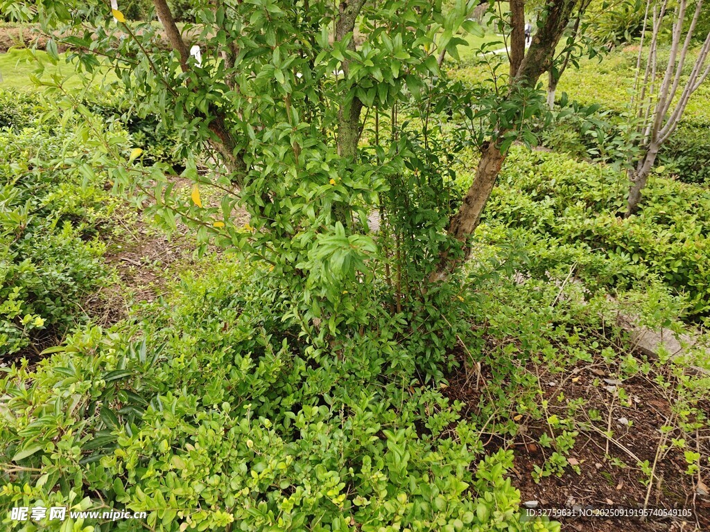 繁茂綠植中的矮樹景觀