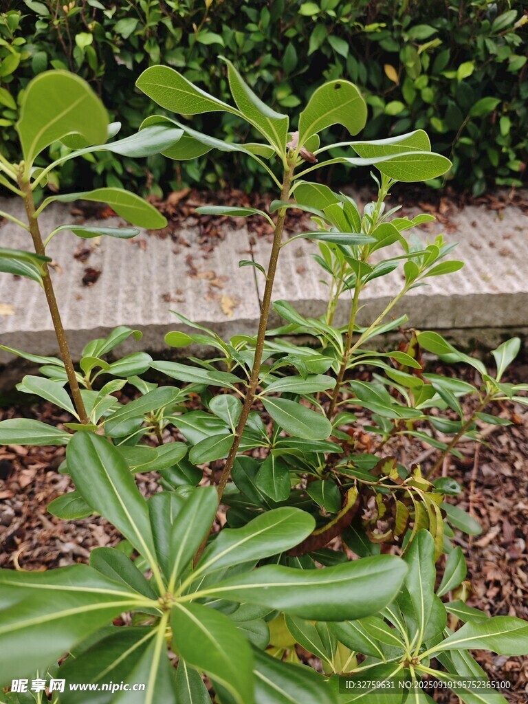 綠葉植物特寫