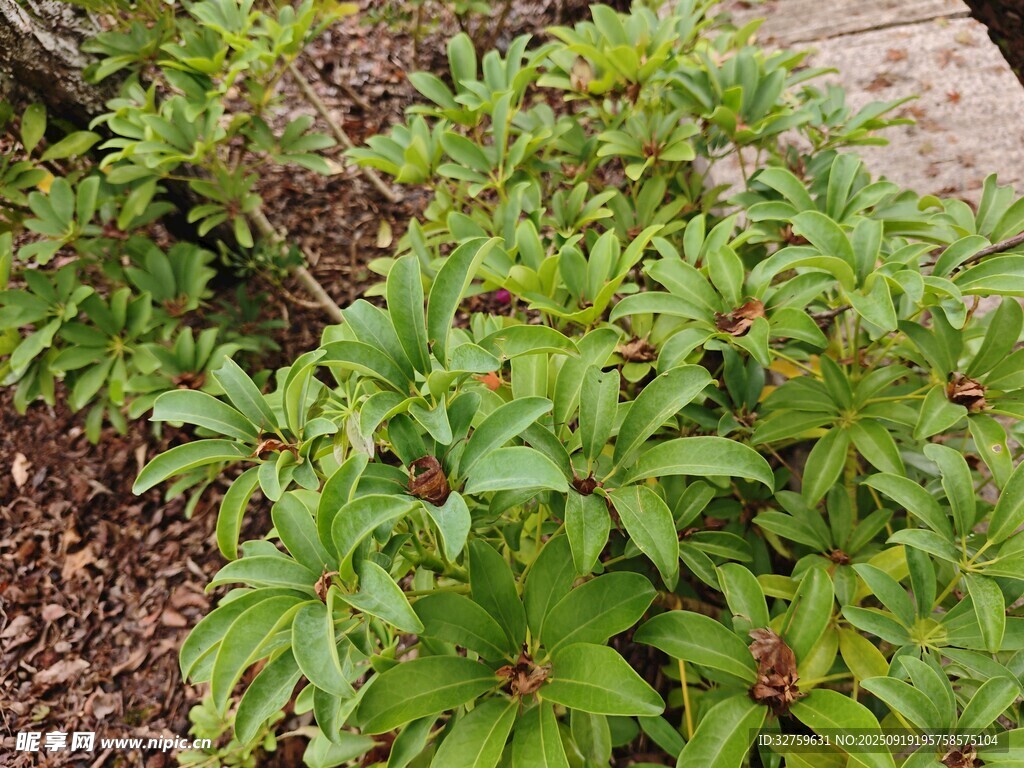 綠葉繁茂的庭院植物