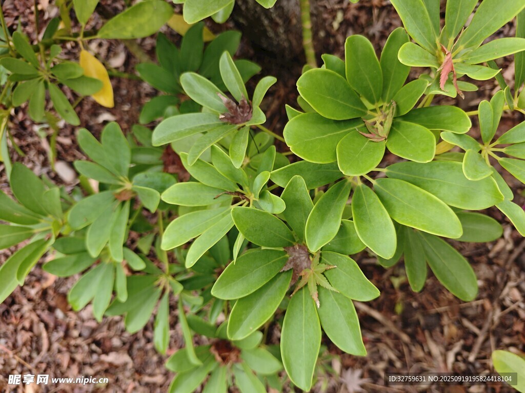 綠葉繁茂的低矮植物