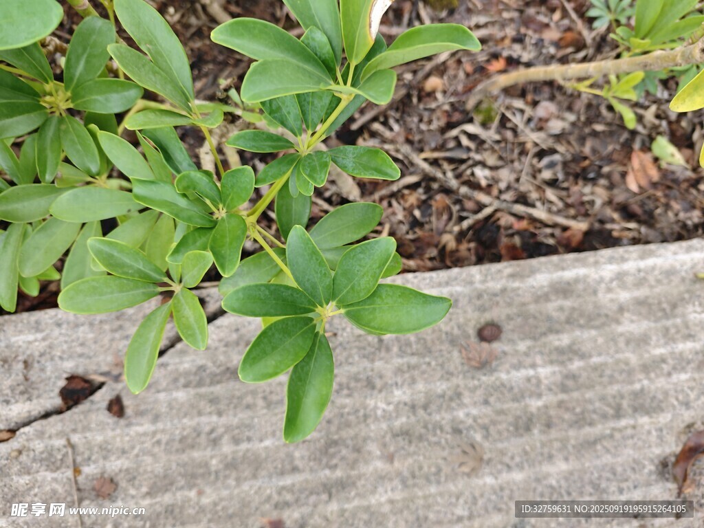 綠葉植物生長于石邊