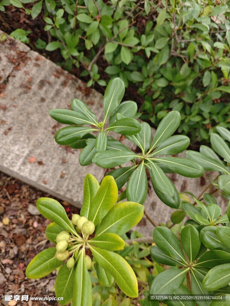 綠葉繁茂的植物特寫