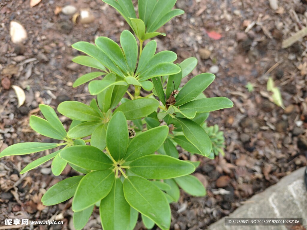 嫩綠植物生機盎然