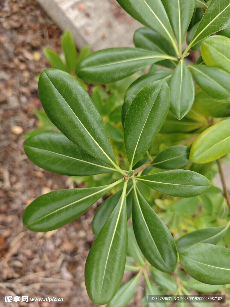 翠綠葉片的植物特寫