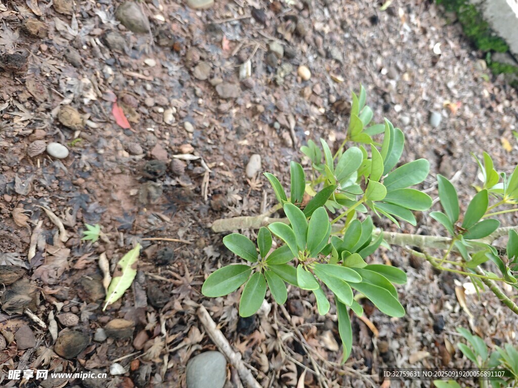 泥土中生長的嫩綠植物