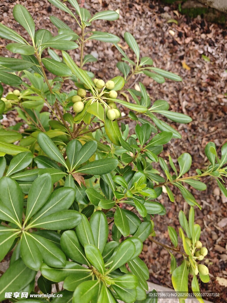 綠葉繁茂的綠色植物