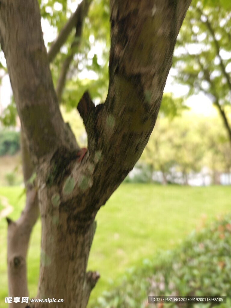 樹干特寫