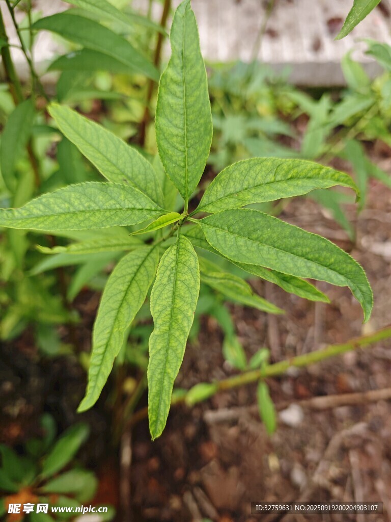 嫩綠葉片植物特寫