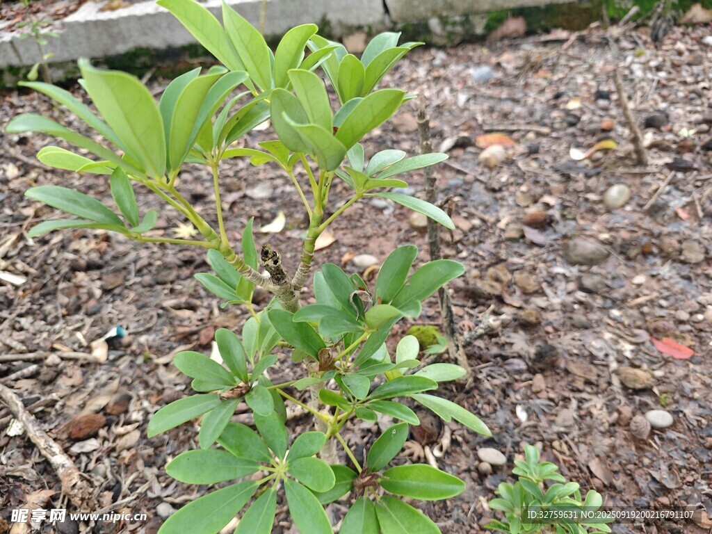 小株植物生長(zhǎng)于泥土中