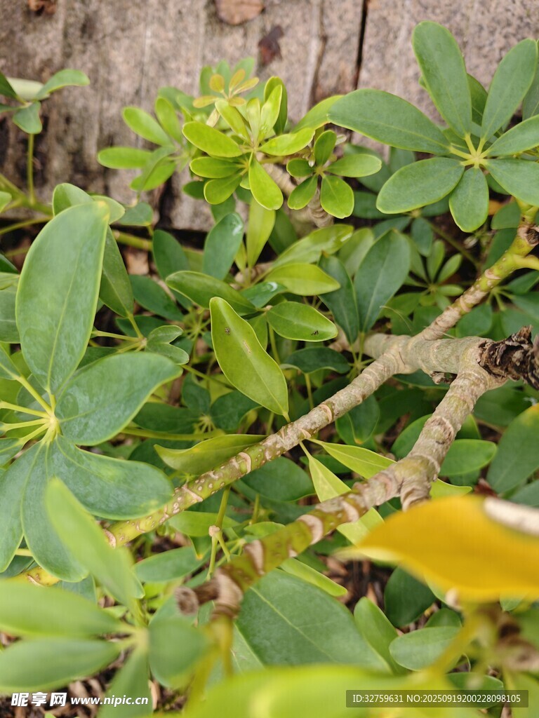 綠葉間的植物細(xì)節(jié)