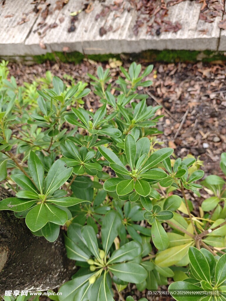 綠葉植物生機盎然