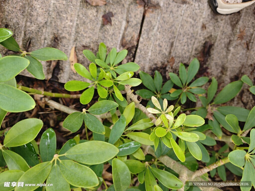 墻邊生長的嫩綠植物