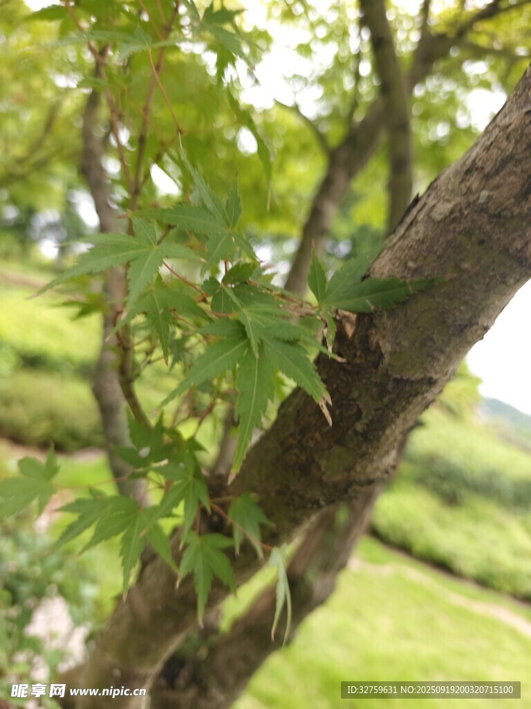 翠綠樹(shù)枝上的鮮嫩樹(shù)葉