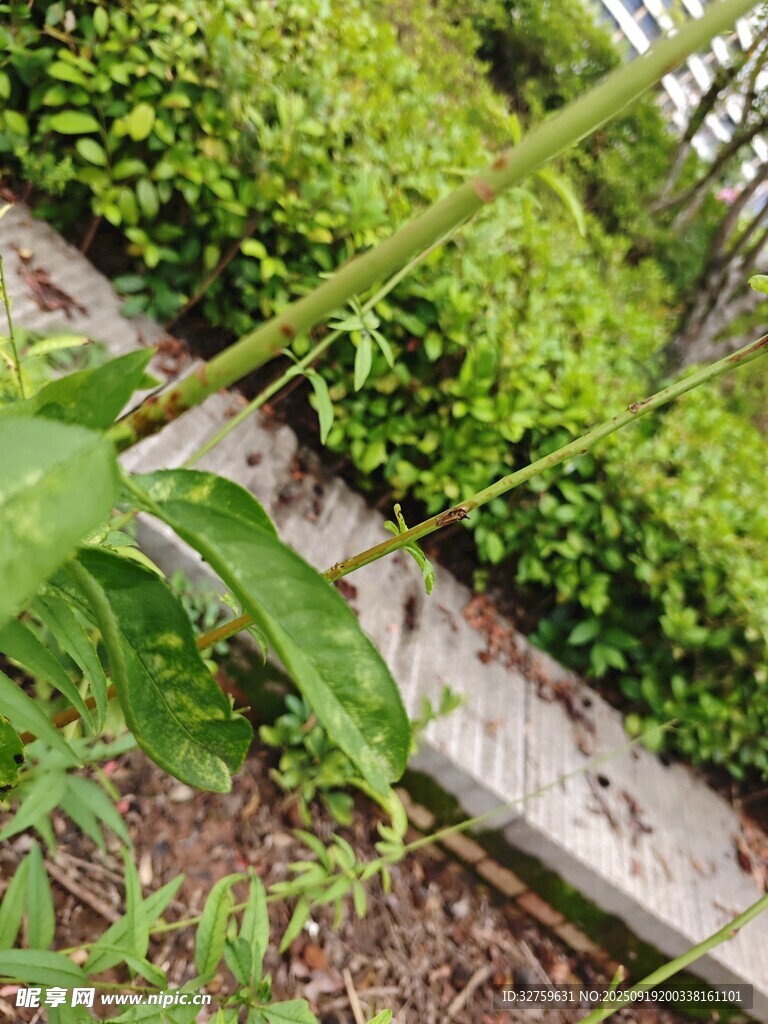 戶外綠植旁的木質邊緣