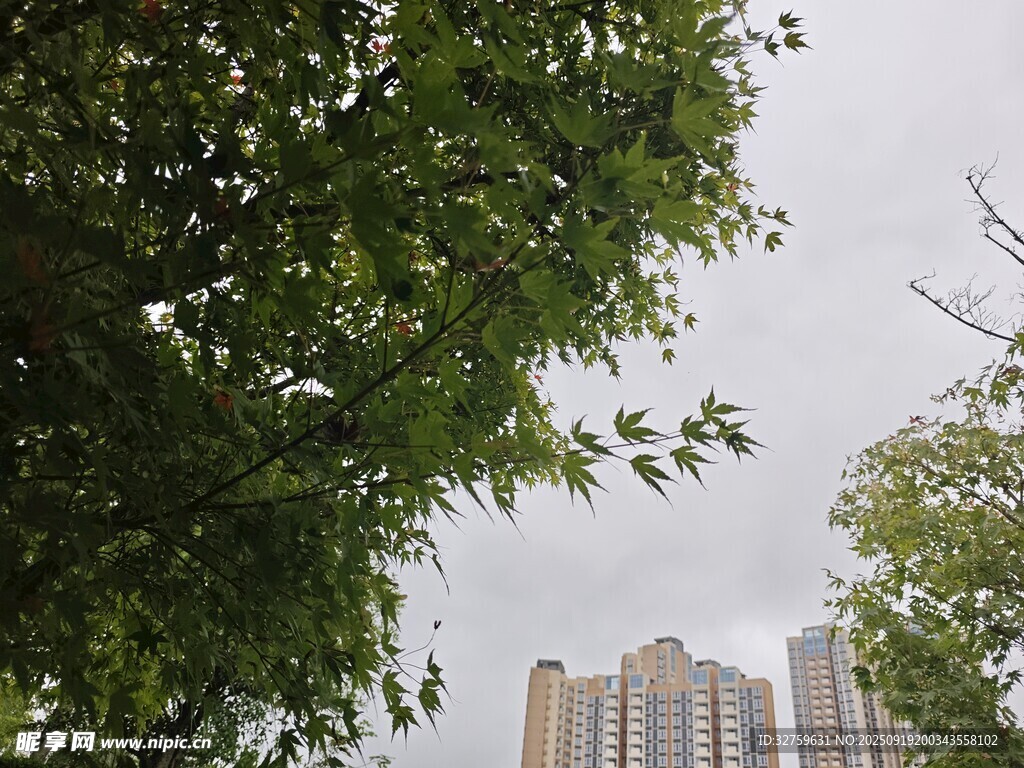 綠樹掩映下的高樓