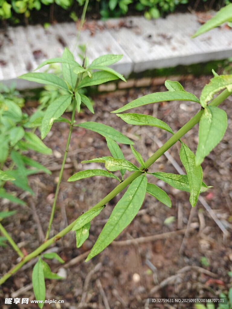 嫩綠植物枝條特寫(xiě)