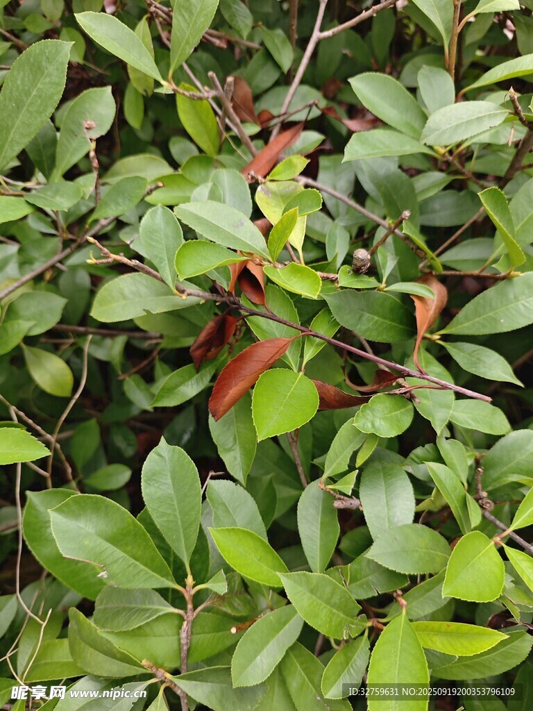 綠葉間的紅嫩新葉