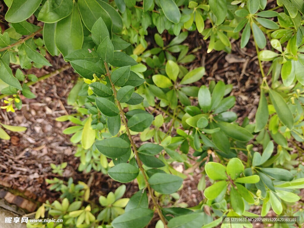 綠葉繁茂的植物景象