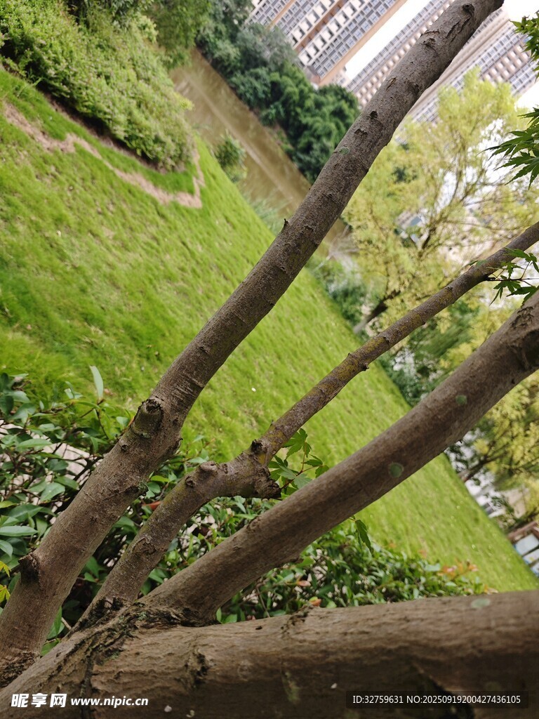樹枝下的綠意盎然
