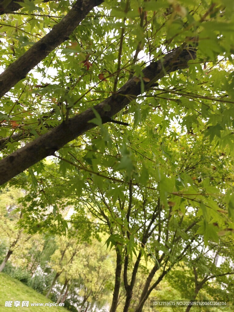 林間綠意盎然的繁茂樹木