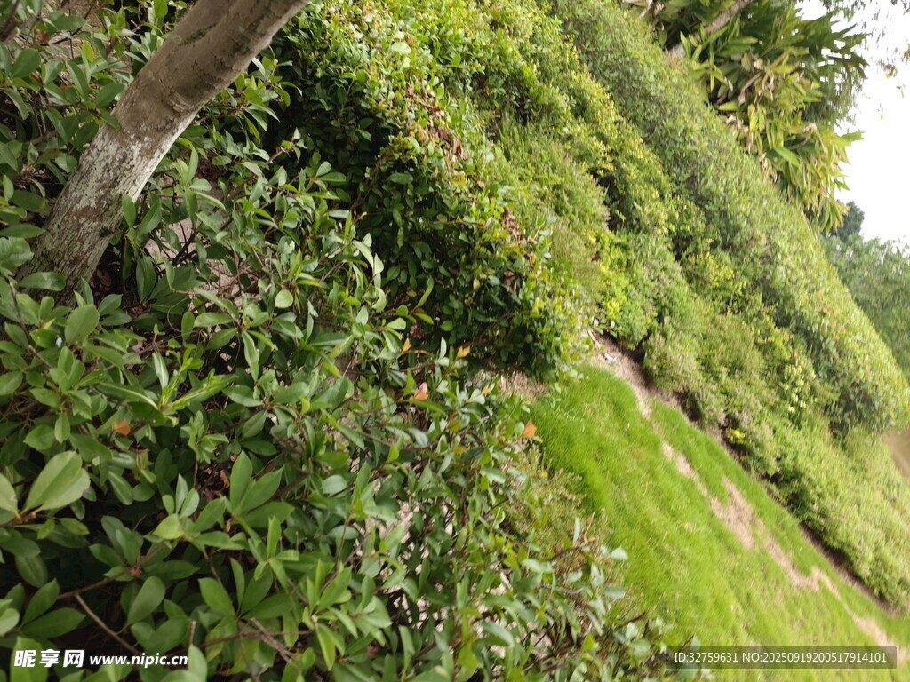 綠意盎然的山坡植物景觀