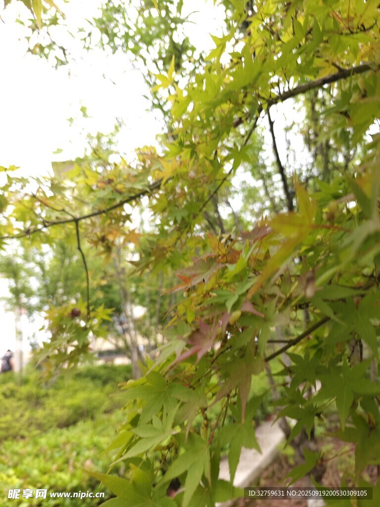 綠葉繁茂的自然景致