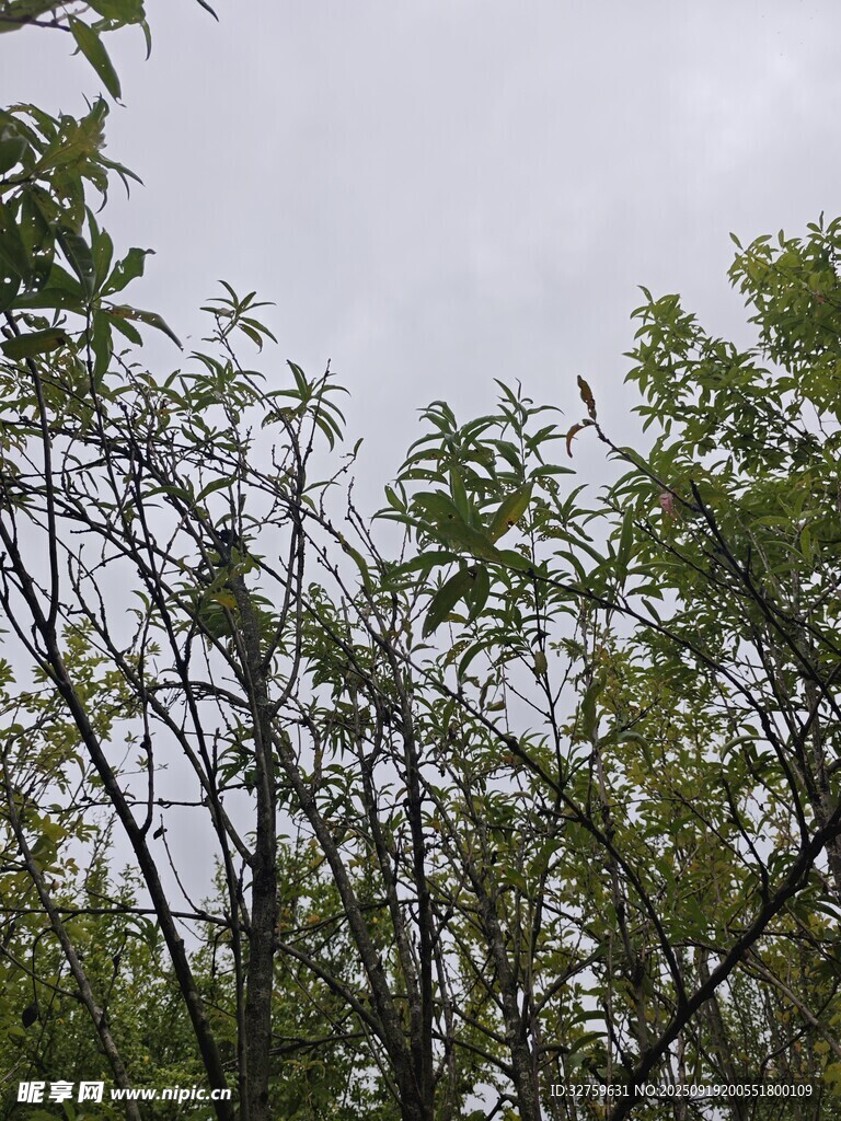 繁茂樹林中的綠意景致