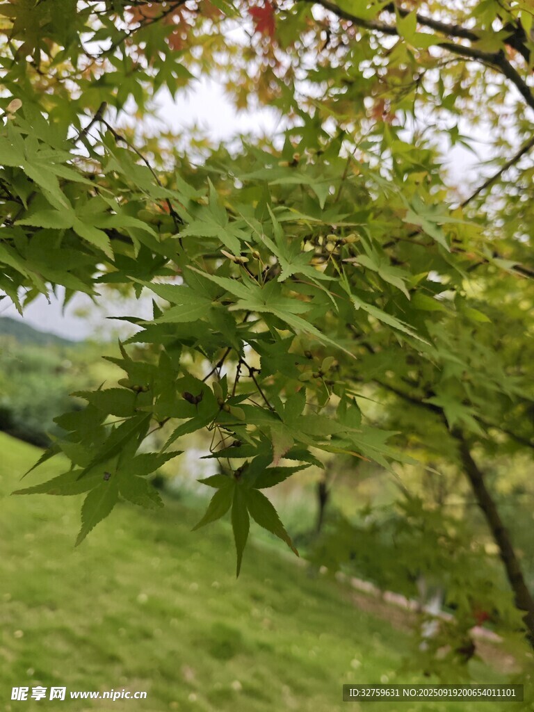 綠葉繁茂的戶外樹(shù)木景觀