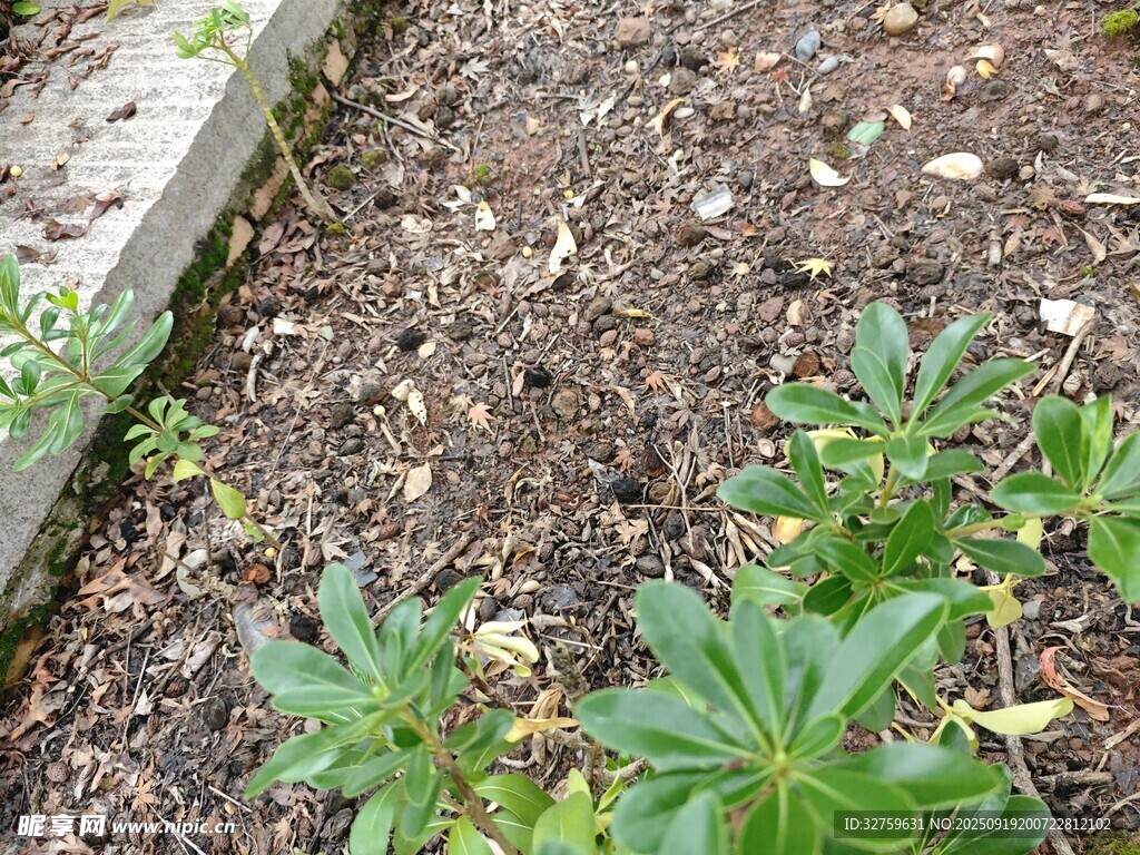 花園中生長的嫩綠植物