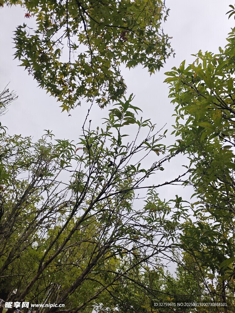 仰視茂密樹林綠意盎然