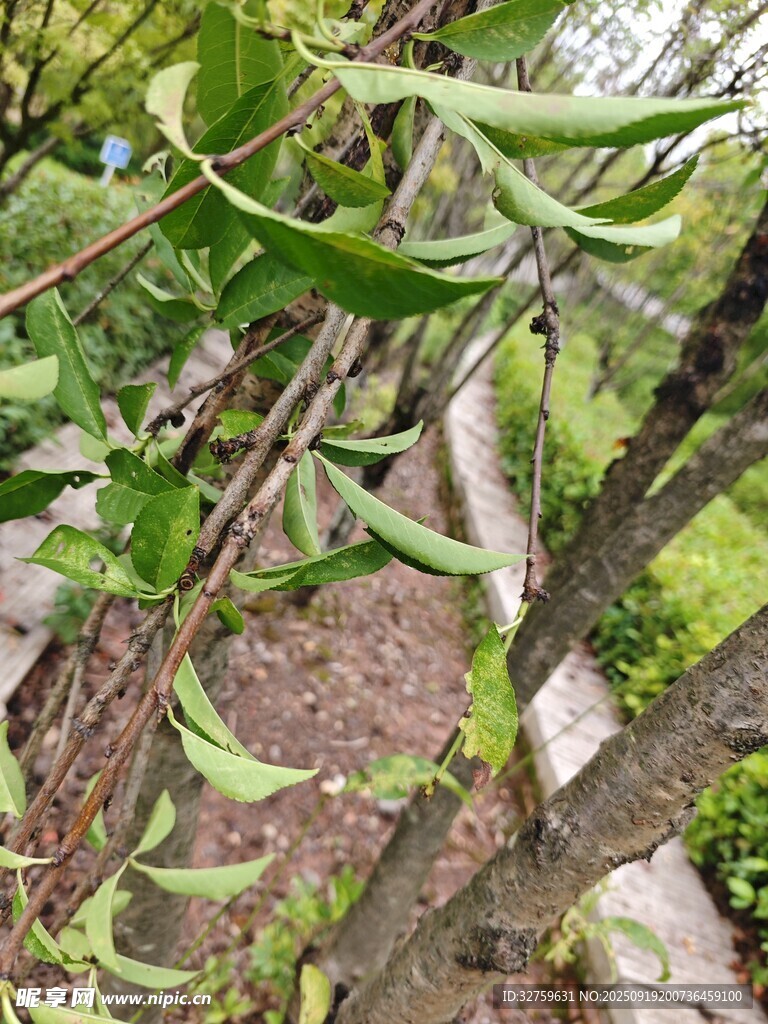 樹上的長形豆莢