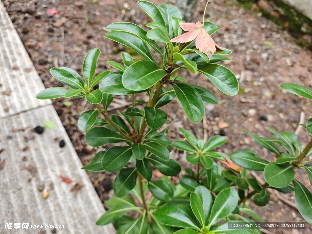 綠葉繁茂的矮小植物