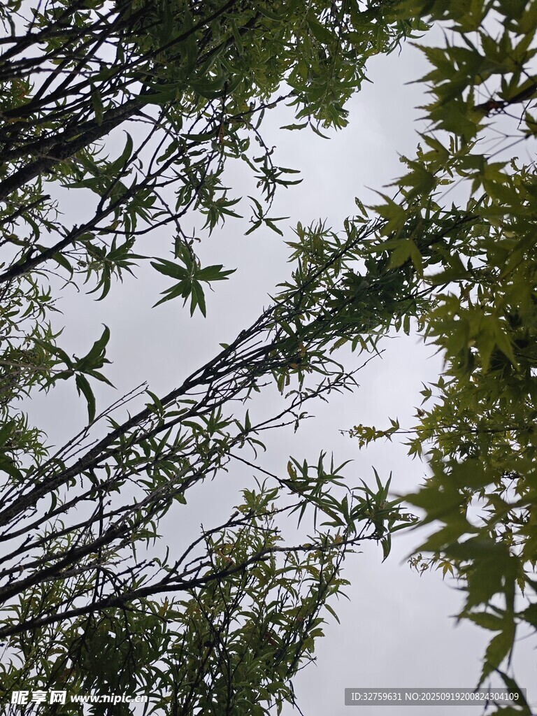 仰視下的翠綠竹葉