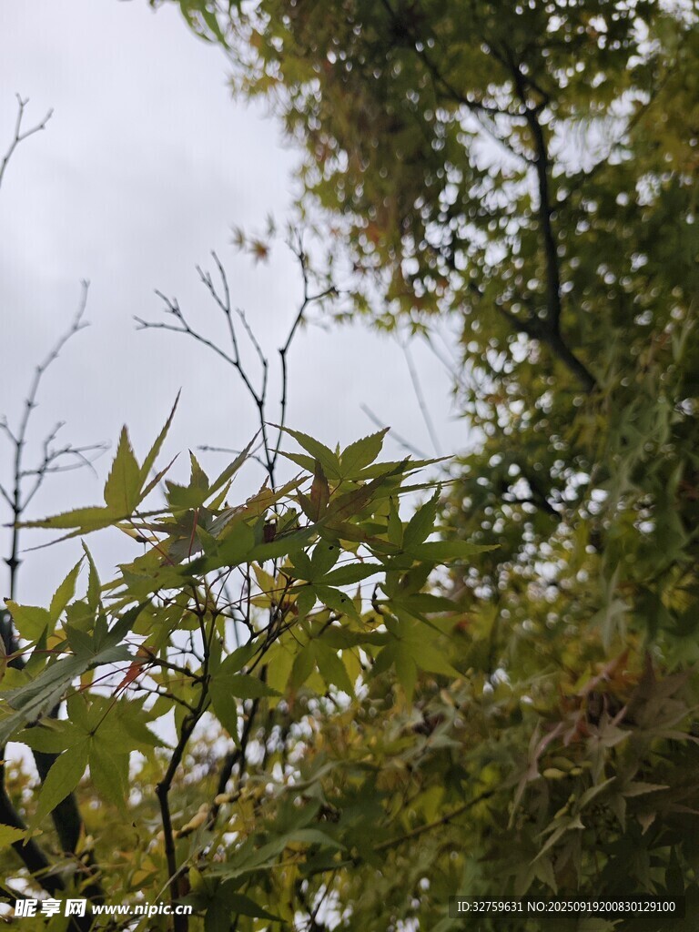 仰視視角下的繁茂枝葉