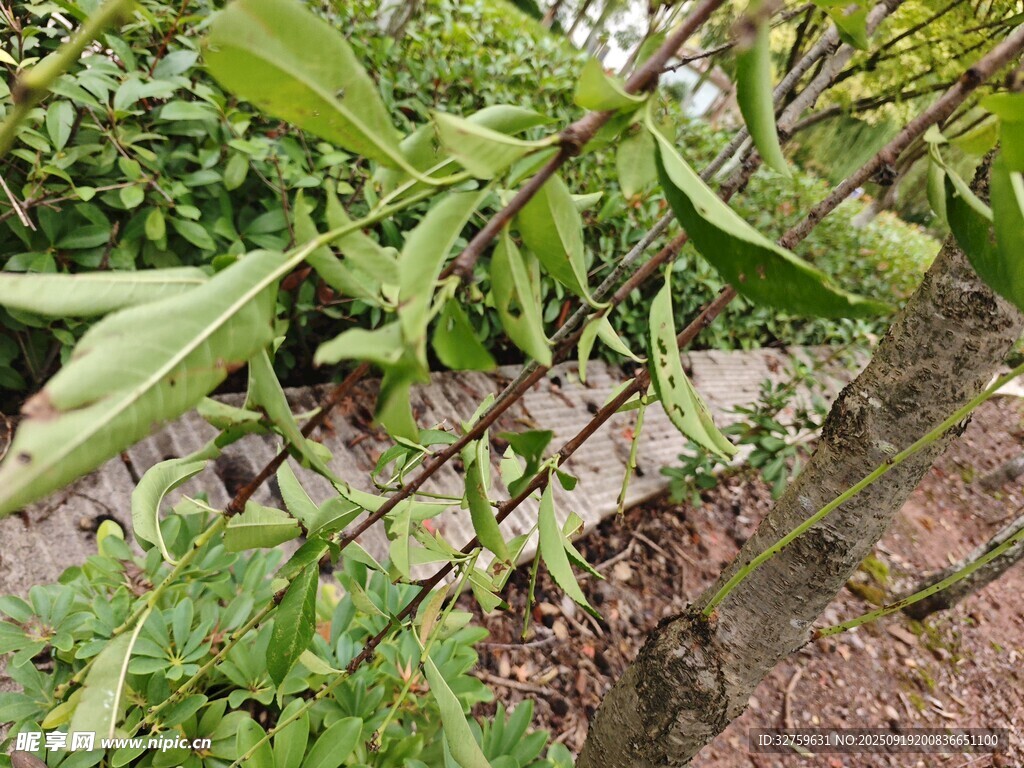 枝頭綠葉與果實景象