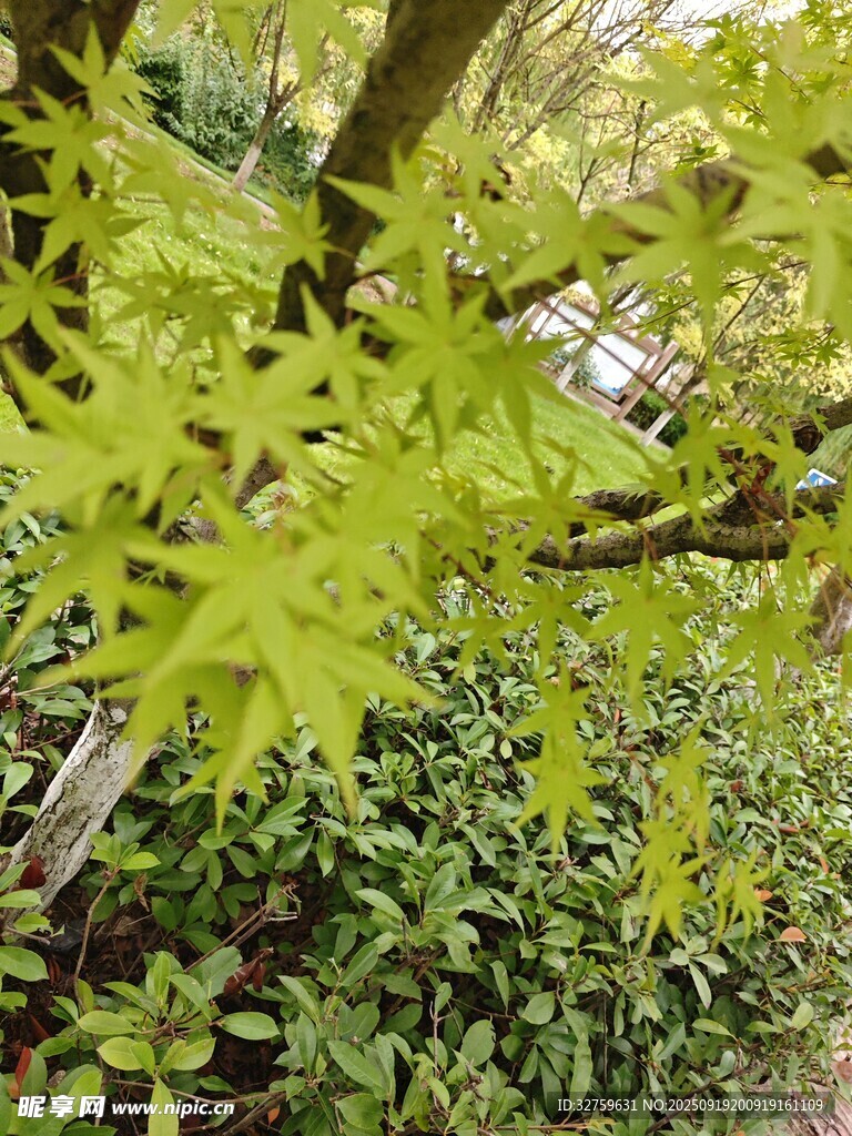 嫩綠枝葉展現(xiàn)盎然生機(jī)